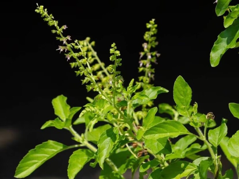 জ্যোতিষী আচার্য পণ্ডিত অলোক পানির জানালেন তুলসী তোলার নিয়ম। যে কোনও দিনে নয়, তুলসী তোলার নিয়ম মেনে না তুললে বড় সমস‍্যা আসতে পারে। তুলসী ছিঁড়ে নেওয়ার কী কী নিয়ম রয়েছে জেনে নিন।