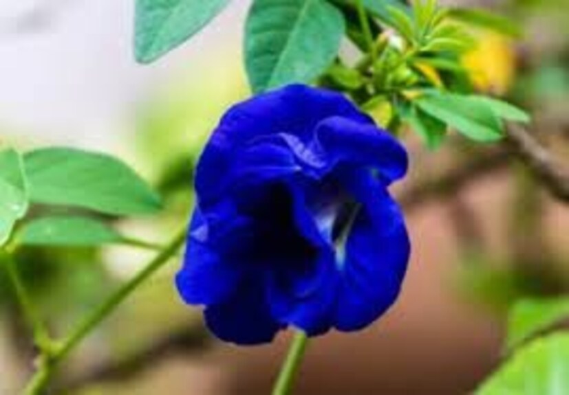 ছাদবাগান, ব্যালকনি বা জমি-সব জায়গাতেই পরিচর্যা করলে বেড়ে উঠবে অপরাজিতা লতা। অনেকেই বলেন, এই গাছে ফুল আসছে না। জেনে নিন তার জন্য দরকারি টিপস।