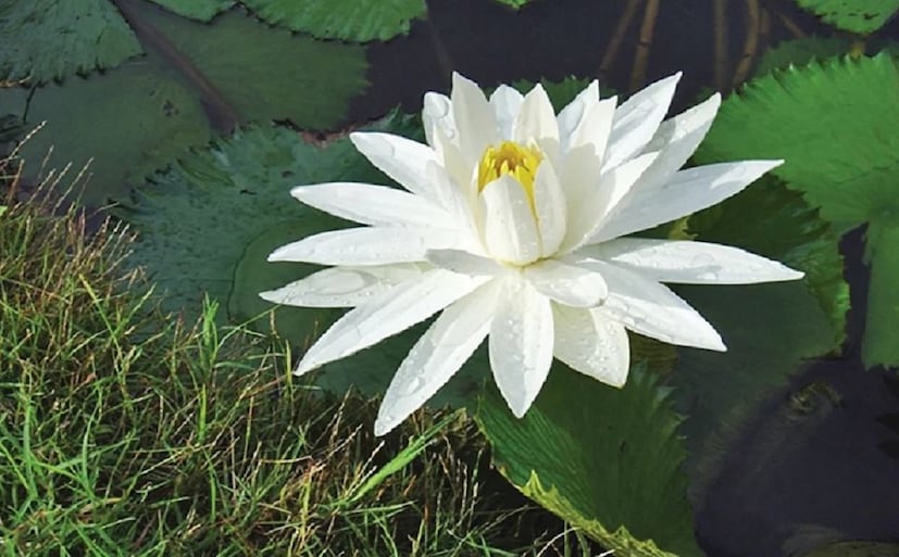 অতিরিক্ত পিপাসা দূর করে, হৃদরোগের কার্যকারিতা বৃদ্ধি করে ও শরীর ঠান্ডা রাখে।