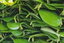 ডায়াবেটিস থেকে আলসার, 'এই' একটি পাতাই হাজারো অসুখের যম! চিবিয়ে খেলেই কমবে ওজন