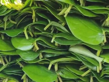 ডায়াবেটিস থেকে আলসার, 'এই' একটি পাতাই হাজারো অসুখের যম! চিবিয়ে খেলেই কমবে ওজন ডায়াবেটিস থেকে আলসার, 'এই' একটি পাতাই হাজারো অসুখের যম! চিবিয়ে খেলেই কমবে ওজন