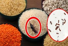 ডালে গিজগিজ করছে কালো পোকা...? কৌটো কৌটো ডাল নষ্ট? জানুন সহজ 'নির্ঝঞ্ঝাট' টোটকা!