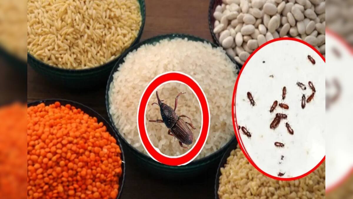 Bugs In Pulses: ডালে গিজগিজ করছে কালো পোকা...? কৌটো কৌটো ডাল নষ্ট ...