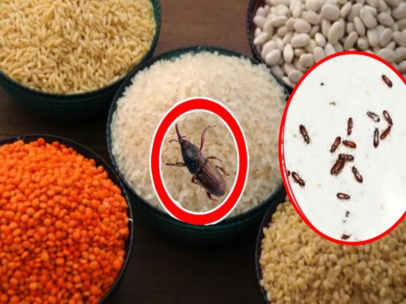 রান্নাঘরে ডালের কৌটোয় সহজেই পোকা লেগে যায়। অন্য মশলাপাতির থেকেও তাকে রাখা কৌটো ভর্তি ডাল কিন্তু খুব সহজেই পোকামাকড় দ্বারা সংক্রমিত হয়। আর পোকা বাছতে গিয়ে রোদ্দুরে দিয়ে, জলে ধুয়ে নাজেহাল অবস্থা হয়। শেষমেশ কৌটো ভর্তি ডাল ফেলেও দিতে হয়। কিন্তু সহজ কিছু টিপস জানলে কিন্তু বিনা খরচেই পোকা তাড়ানো সম্ভব।