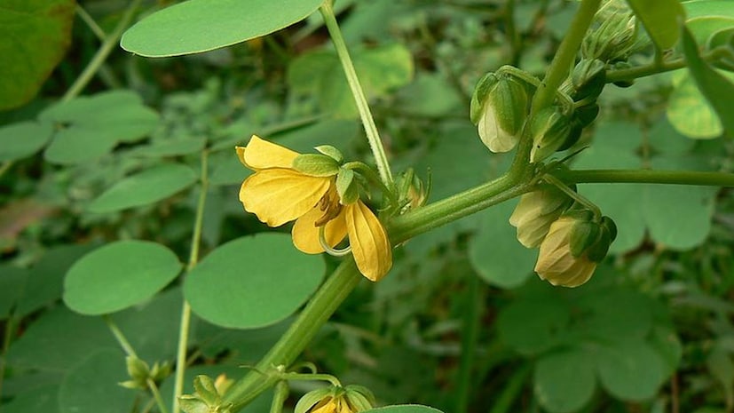বাংলাদেশের গ্রামাঞ্চলের অতি পরিচিত গাছ চাকুন্দা। শহরের পতিত জমিতেও এর উপস্থিতি দেখা যায়। এক ধরনের গুল্ম এটি। আগাছা হিসেবেই বেশি পরিচিত। তবে এর ঔষধি গুনাগুণ জানলে গাছটিকে আর আগাছা বলবেন না নিশ্চয়ই।