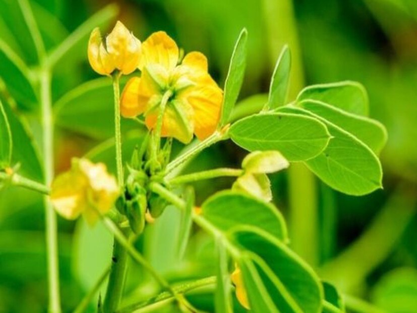 ভেষজ গুণে ভরপুর। কিন্তু স্বাস্থ্য উপকারিতার নিরিখে অমৃত সমান এই শাক অত্যন্ত বিরল। আর পাওয়া যায় খুব অল্প সময়। 'চক্রমর্দ', 'চাকুন্দা' বা 'বন চাকুন্দা'-র গুনাগুন শুনলে চমকে যাবেন। একাধিক রোগে মহৌষধের মতো কাজ করে এই শাক। দেখতে অনেকটা কাসুন্দির মতো। এই শাকে আছে একটি অদ্ভুত গন্ধ।