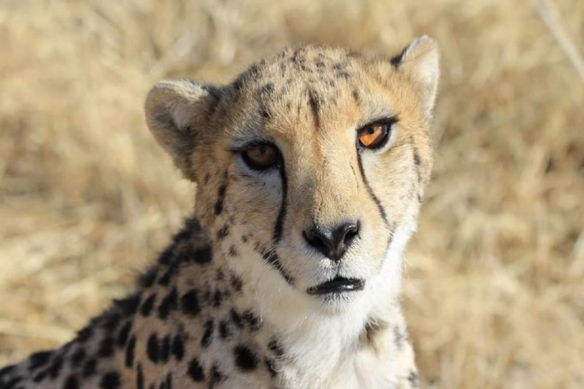 নামিবিয়া থেকে আনা দশম চিতার মৃ্ত্যু কুনোয়, তবু হাল ছাড়ছে না কেন্দ্র