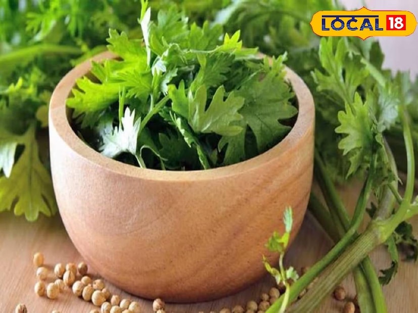 Coriander Leaves Care: ফুচকা খেতে গেলে ফুচকার জলে সামান্য ধনেপাতা যেন আলাদাই স্বাদ আনে। তবে দোকান থেকে কিনে আনা ধনেপাতা নিমেষে শুকিয়ে যাচ্ছে। ফ্রিজে রাখুন বা বাইরে, কিছুতেই রক্ষা করা যায় না। তবে কীভাবে সতেজ রাখা যাবে ধনেপাতা?