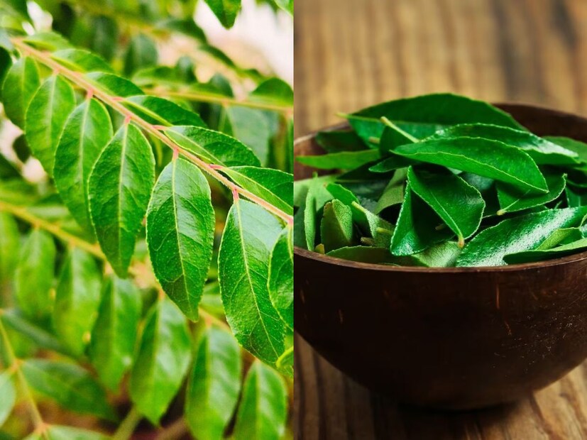 প্রয়োজনীয় পুষ্টিগুণে ভরপুরকারি পাতা ভিটামিন এ, বি, সি এবং ই -র মতো প্রয়োজনীয় পুষ্টির পাশাপাশি ক্যালসিয়াম, আয়রন এবং ফসফরাসের মতো খনিজগুলির একটি ভাল উৎস। এগুলি চেবানো এই গুরুত্বপূর্ণ পুষ্টি দান করে৷