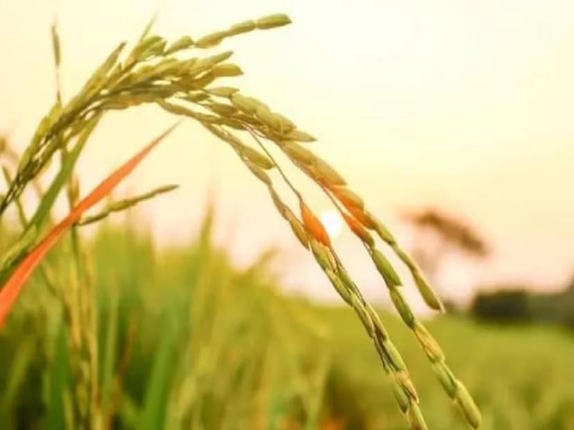 জ্যোতিষশাস্ত্র অনুসারে, পার্সে অবিচ্ছিন্ন ধানের শীষ রাখাও শুভ। অক্ষত হল শুভ জিনিসের প্রতীক, এটি পার্সে রাখলে পার্সে সর্বদা টাকা পূর্ণ থাকে।