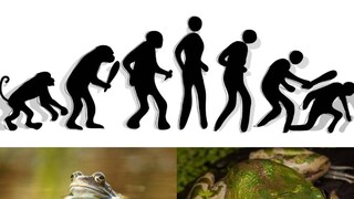 বয়স বাড়ার সঙ্গে সঙ্গে ছোট হতে থাকে আকারে! উল্টো স্রোতে বিবর্তনধারা, জানেন কি কোন প্রাণী!