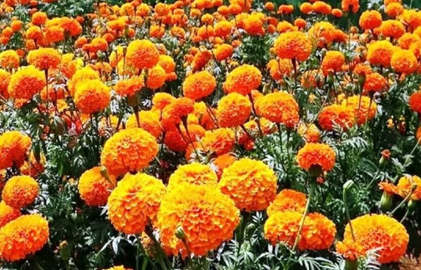 শীতের ফুল হলেও গাঁদা ফুল সারাবছর বাজারে মেলে। আর সিঁদুর ঠাকুর ঘরেই থাকে। প্রতি সন্ধ‍্যায় এই টোটকা প্রয়োগ করতে কোনও অসুবিধা হওয়ার কথা নয় বলে জানিয়েছেন পন্ডিতজি। কী সেই টোটকা?