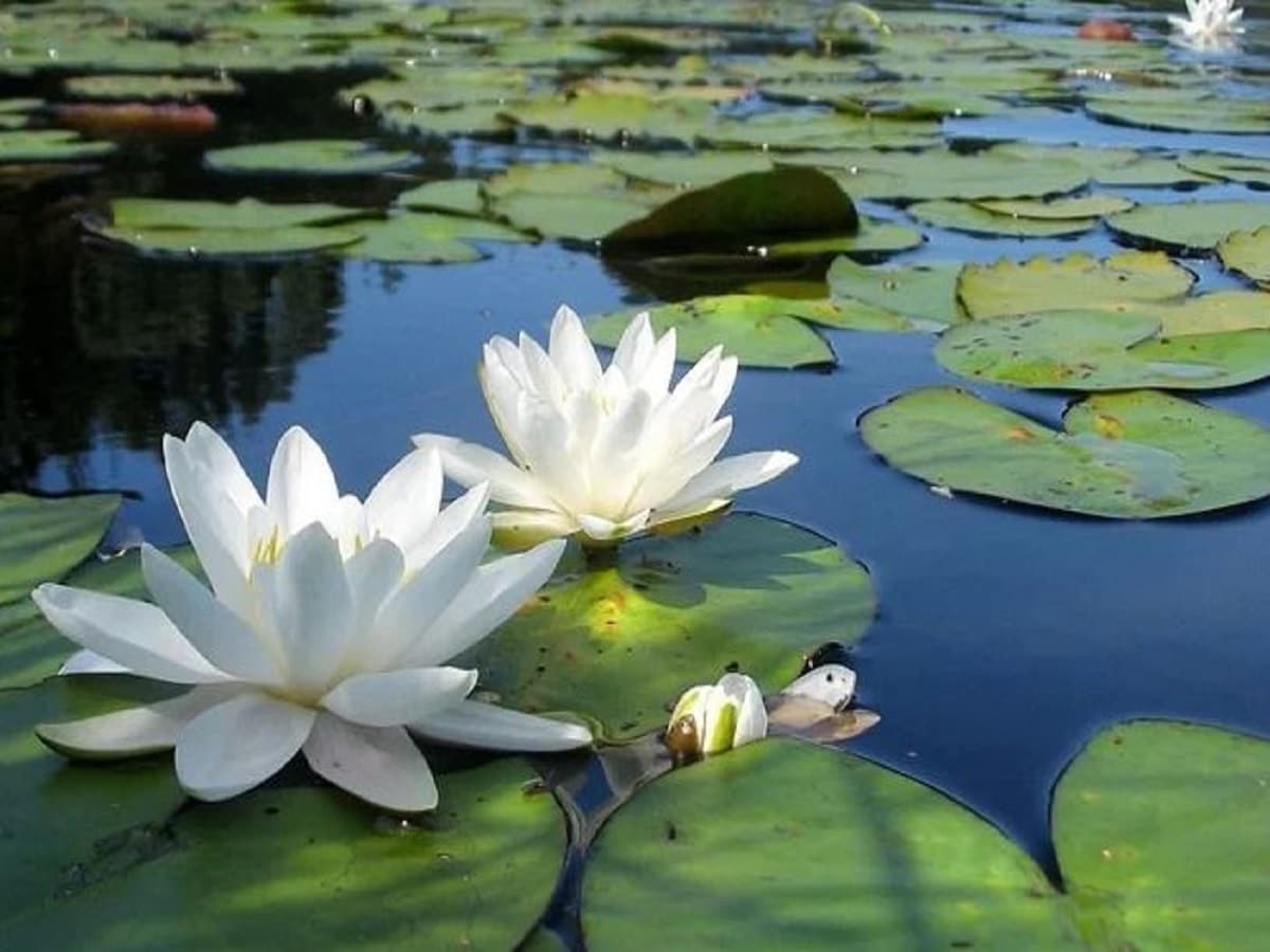 water-lily-health-benefits