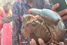 দেড় থেকে দু কেজি ওজনের কাঁকড়া, দাম শুনলে অবাক হবেন