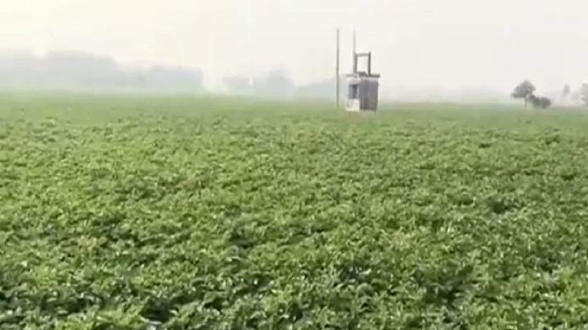 হিমঘরে আলু রাখতে চাইলে এখন‌ই করুন এই কাজ! জানুন