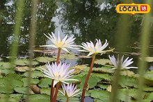 অযত্নে বেড়ে উঠলেও গুণে ভরা এই ফুল, জানেন কি?