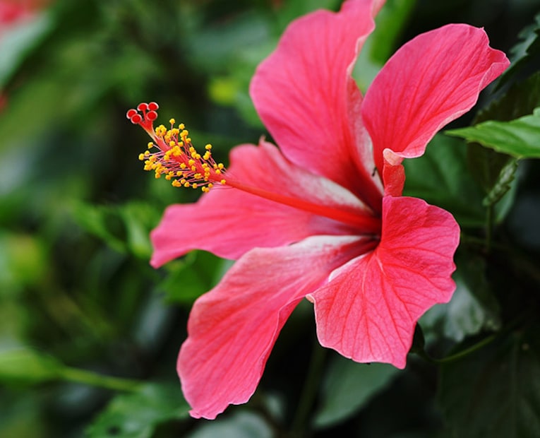  বাস্তুশাস্ত্র অনুসারে, এই ফুলটি আর্থিক সঙ্কট দূর করে এবং ঋণ থেকে মুক্তি দেয়, যার কারণে আপনার কখনওই অর্থের অভাব হয় না। ভোপালের বাসিন্দা জ্যোতিষী এবং বাস্তু পরামর্শক পণ্ডিত হিতেন্দ্র কুমার শর্মার কাছ থেকে জেনে নেওয়া যাক বাস্তু প্রতিকার।