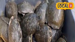 এই সেই কচ্ছপ এই সেই কচ্ছপ