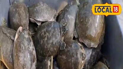 এই সেই কচ্ছপ এই সেই কচ্ছপ