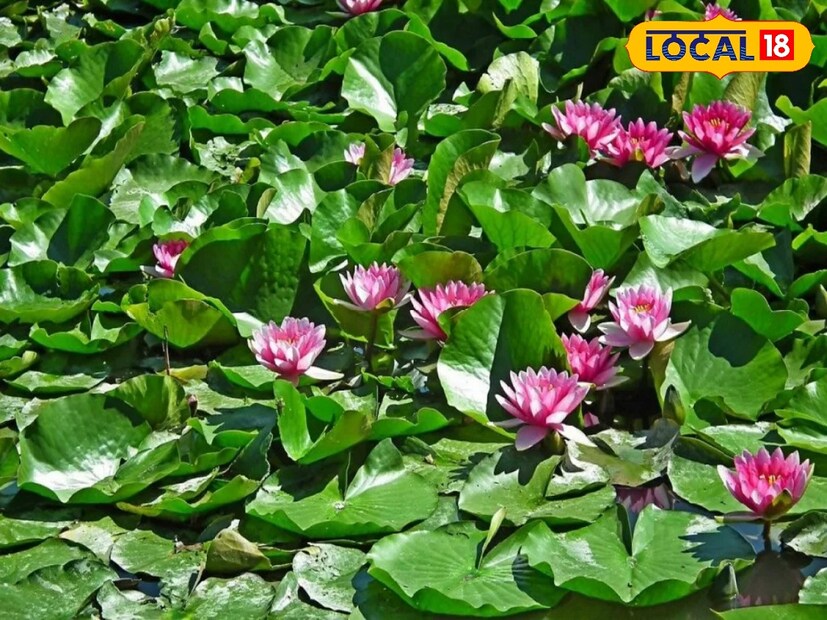 শাপলা ফুল অনেকটা পদ্মফুলের মতো দেখতে, এটি ওয়াটার লিলি নামেও পরিচিত।চিকিৎসকদের মতে পুষ্টিগুণে সমৃদ্ধ শাপলায় আছে প্রচুর পরিমাণে ক্যালশিয়াম, খনিজ পদার্থ, ক্যালোরি প্রোটিন, শর্করা ও গ্যালিক অ্যাসিড এনজাইম যা ক্যানসার সহ বহু রোগ নিরাময়ে কার্যকরী। এই বিষয়ে চিকিৎসক বীরেশ্বর বল্লভ-এর থেকে জানুন বিশেষ পরামর্শ!