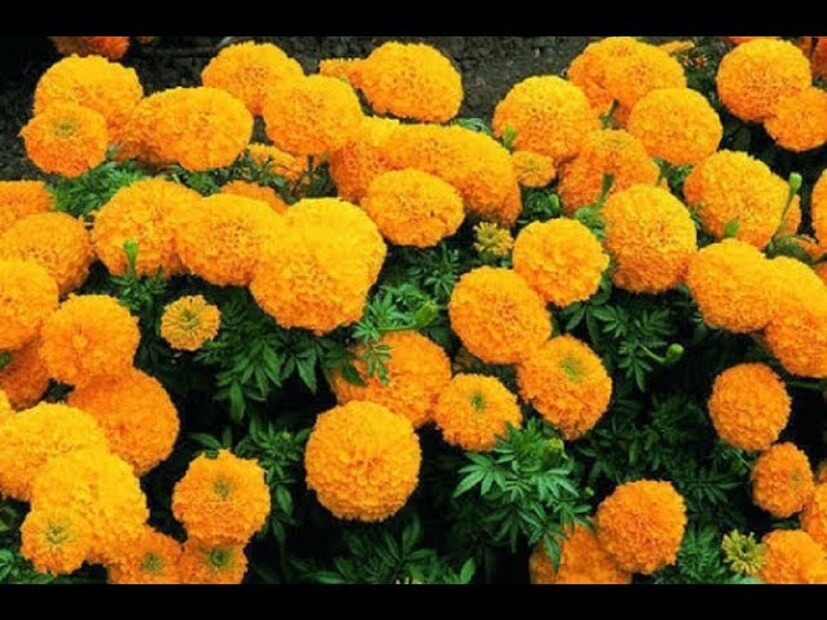 জ‍্যোতিষ শাস্ত্র অনুসারে কোষ্ঠিতে বৃহস্পতির অবস্থান অনুকুল না হলে বিয়েতে নানান সমস‍্যা দেখা যায়। বিয়ে হতেও সমস‍্যা থাকে।পাশাপাশি বিয়ের পরেও স্বামী,স্ত্রীর মধ‍্যে ঝগড়া লেগেই থাকে। তবে এই সমস্যার সমাধান হতে পারে!