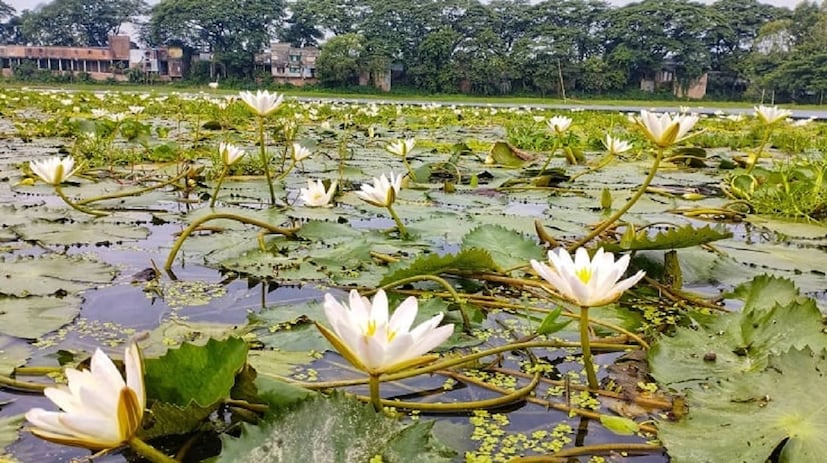 দেহের ক্ষতিকর বর্জ্য পদার্থ দূর করতে এই ফুলের জুড়ি মেলা ভার। (Reported By: Suvojit Ghosh)