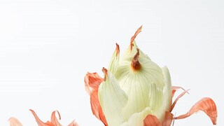 onion peel onion peel