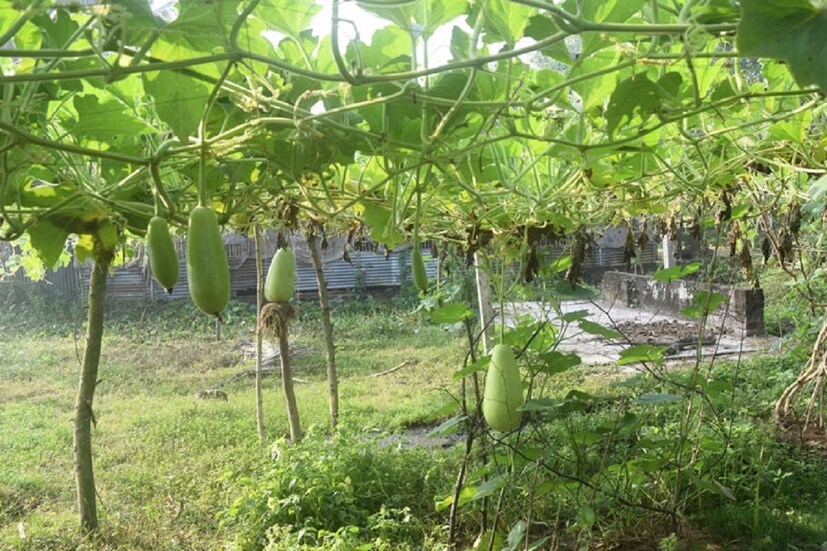 বর্ষাকালে বাড়ে পেটের রোগ। পেটের সংক্রমণ, জন্ডিস, পেটখারাপ,হজমের সমস্যা এসব লেগেই থাকে। আর এই সব সমস্যার সমাধানে এবং পেট ঠাণ্ডা রাখতে হালকা খাবার খাওয়াই সবচেয়ে বেশি উপকারী। পুষ্টিবিদরা মনে করেন ওষুধের পাশাপাশি দুপুর বা রাতের খাবারে লাউ ডাঁটার ঝালের পদ থাকলে ভাল।