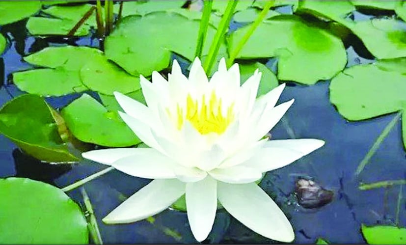  আমাশয়, পেট ফাঁপা ও প্রস্রাবের জ্বালা পোড়ায় সমস্যা কমায়