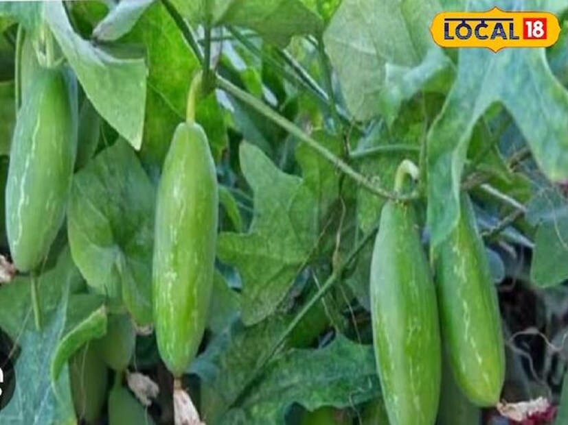 হীরফল: এর মধ্যে অন্যতম হল হীরফল। যা দেখতে অনেকটা শসার মতো। চুল ঝরে পড়া প্রতিরোধ করার ক্ষেত্রে মহৌষধের মতো কাজ করে হীরফল। খাদ্য তালিকায় যোগ করতে হবে এই ফল। কারণ এর মধ্যে থাকে ভিটামিন বি, আয়রন এবং অন্যান্য উপযোগী উপাদান। যা গ্রোথ এবং ইমিউনিটি বাড়াতে সাহায্য করে।