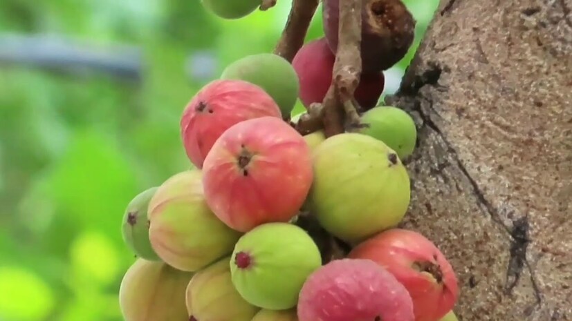 ডায়াবেটিস: ডায়াবেটিসের সমস্যাতেও ডুমুর অত‍্যন্ত উপকারী। ডায়াবেটিসের মূলত কার্যকরী ডুমুরের খোসা। ডুমুরের খোসার গুঁড়ায় চিনি মিশিয়ে সকাল-সন্ধ্যা গরুর দুধের সঙ্গে ৬-৬ গ্রাম খেলে ডায়াবেটিস নিয়ন্ত্রণে রাখা যায় বলেই মত চিকিত্‍সকের। 