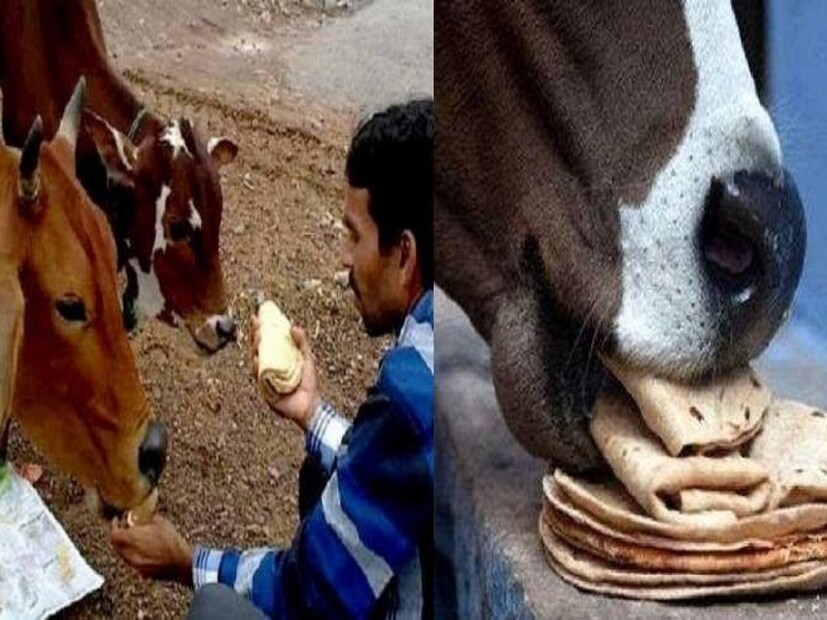 রুটি দান: হিন্দু ধর্মে গাভীকে দেবীর মর্যাদা দেওয়া হয়েছে, আমরা বলেই থাকি গোমাতা। তাই বাড়িতে প্রথম যে রুটি তৈরি হবে, তা ঘি আর গুড় লাগিয়ে খেতে দিতে হবে গোমাতাকে। তাঁর শরীরেই সব দেব-দেবীর বাস, গোমাতা প্রসন্ন হলে তাঁরাও প্রসন্ন হবেন। এছাড়া, শেষ তৈরি হওয়া রুটি কুকুরকে খাওয়াতে হবে।