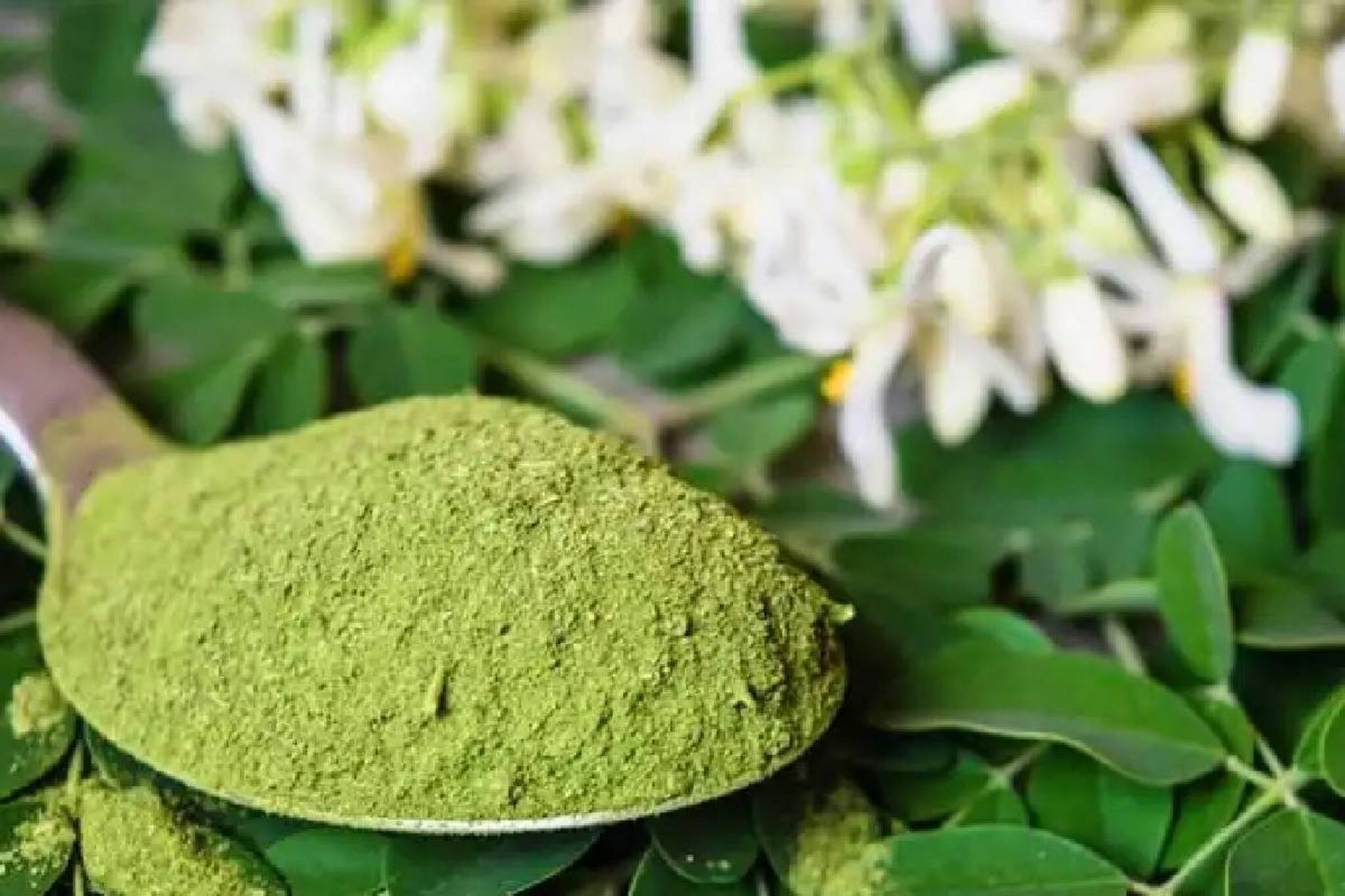 ‘ত্রিদোষ প্রশমক’ আপনার ঘরের পাশেই! এই গাছের পাতা-ডাঁটা সর্বরোগহরা, সারাবে মারণরো