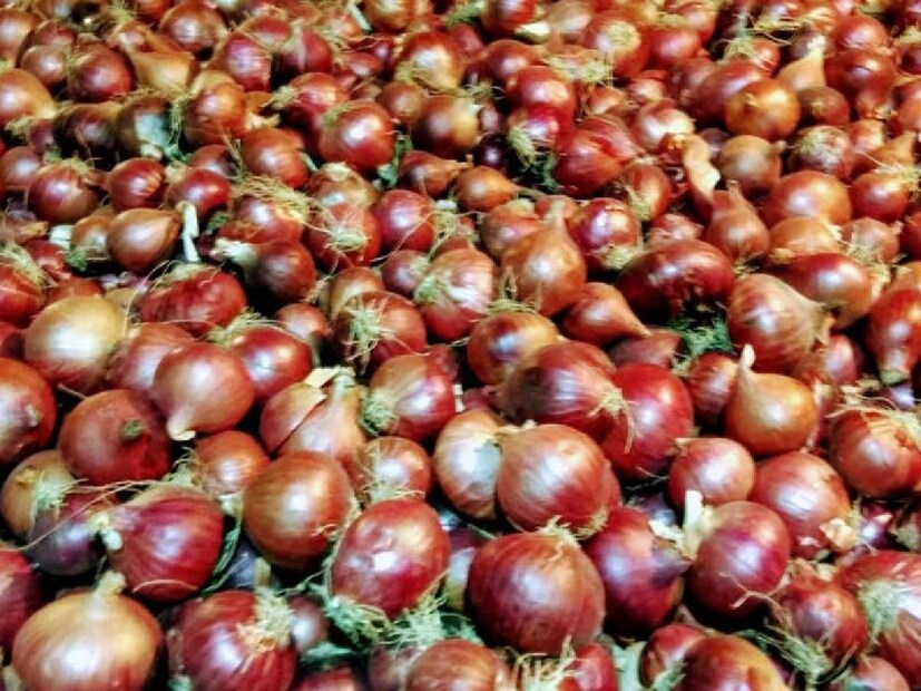 Best Onions: এ রাজ্যের পেঁয়াজে খোসার নীচে কালি চলে আসে, দাবি পেঁয়াজ বিক্রেতাদের। মহারাষ্ট্র কিংবা দক্ষিণ ভারতের পেঁয়াজ দেখতে বেশ চকচকে হয়। তাই এই পেঁয়াজ মানুষ বেশি পছন্দ করে। কেন মহারাষ্ট্রের পেঁয়াজ বেশি পছন্দ করে?