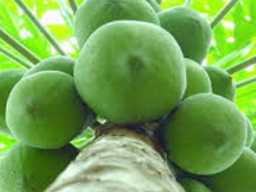 কাঁচা পেঁপেতে প্রচুর পরিমাণে ফোলেট থাকে। ভিটামিন বি যা শিশুদের নিউরাল টিউব ত্রুটি প্রতিরোধে অপরিহার্য। এমন পরিস্থিতিতে মহিলারা গর্ভাবস্থায় সীমিত পরিমাণে কাঁচা পেঁপে খেতে পারেন।