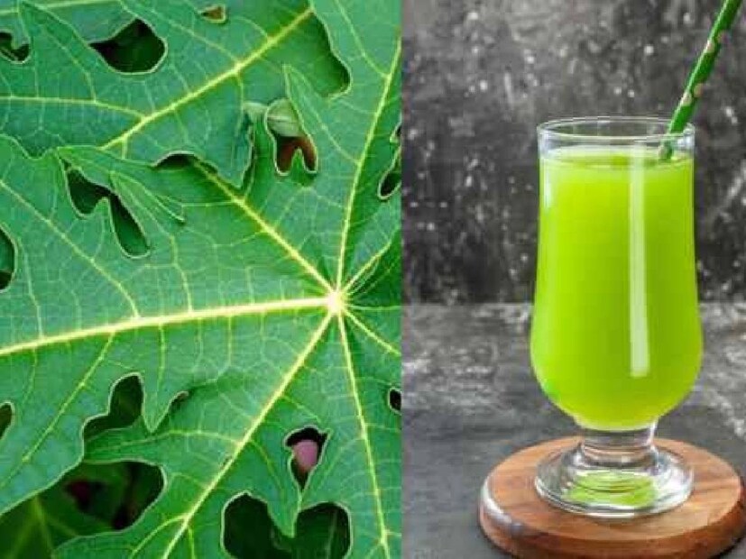 Papaya Leaves Juice: পেঁপে পাতার রস এক গ্লাস বানিয়ে প্রতিদিন পান করলে হার্ট অ্যাটাকের মতো মারাত্মক রোগের ঝুঁকিও কমে যায়। প্রায় ৭০ বছর পর্যন্ত ভাল থাকবে হার্ট।