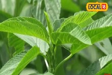 অ্যালার্জির সমস্যা, একবার এই ঘরোয়া টোটকা ট্রাই করে দেখুন