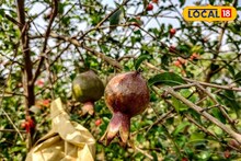 লাল মাটিতেও লাল বেদানা! বাঁকুড়ার কৃষি বিপ্লব