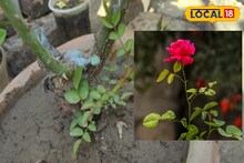 Winter Flower Care:  গোলাপের ‘এই’ ডাল ছেঁটে বাদ দিন, হুড়মুড়িয়ে বাড়বে গাছ ফুল