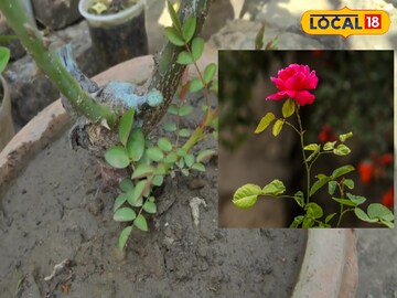 টবের