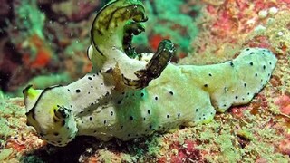 না গাছ, না কোনও প্রকার পশু; এই প্রাণীকে নিয়ে গবেষণায় বেরিয়ে এল এক অনন্য তথ্য