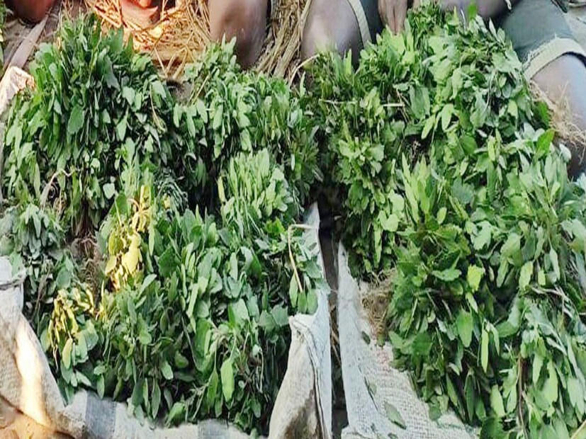 এবার একটি পাত্রে ময়দা চেলে তাতে জিরের গুঁড়ো, এক চিমটি হিং এবং স্বাদ অনুযায়ী নুন দিয়ে ভাল করে মিশিয়ে নিতে হবে। এরপর সেদ্ধ বথুয়ার পাতা ছেঁকে জল বের করে ময়দার সঙ্গে মিশিয়ে নিতে হবে। এর পরে, সেদ্ধ আলু চটকে এই মিশ্রণে যোগ করে ভাল ভাবে মেশাতে হবে। তারপর কাটা সবুজ লঙ্কা যোগ করে সবকিছু ভাল ভাবে মিশিয়ে নিতে হবে। এবার এই ময়দা ভাল করে মেখে একটা কাপড় দিয়ে ঢেকে দশ মিনিট রাখতে হবে। এর পর সাধারণ উপায়ে পরোটা বানানো যেতে পারে।