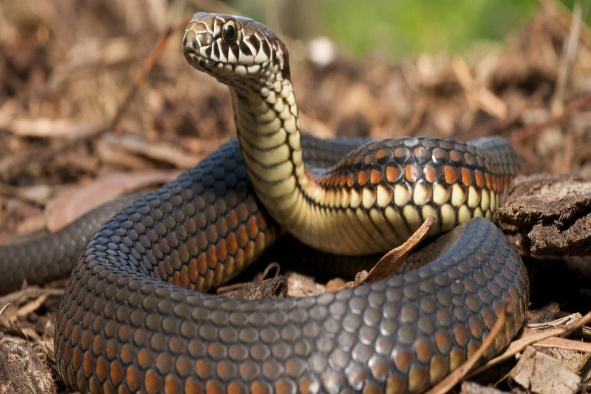 সাপ শব্দ শুনতে পায়, কিন্তু সাপের কান নেই! তা হলে সাপ শোনে কীভাবে?