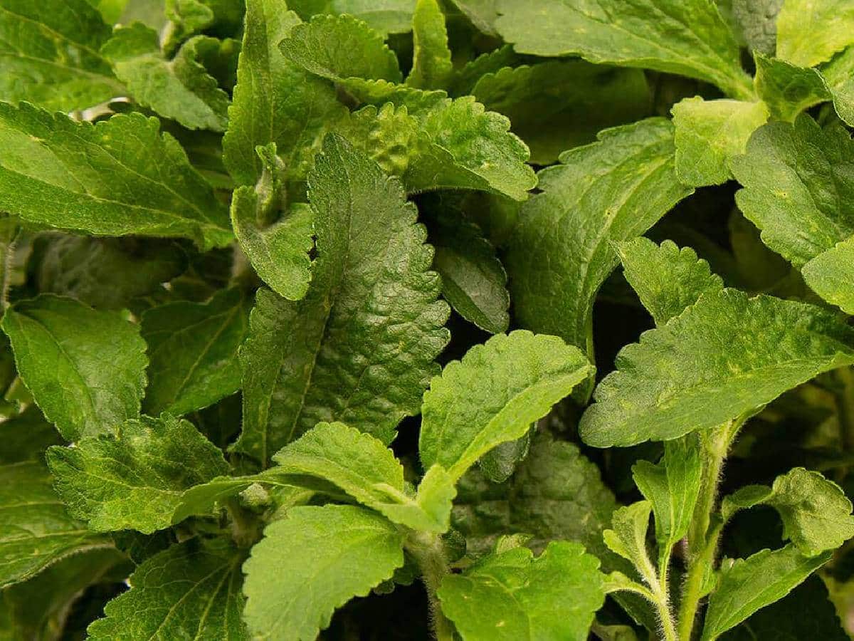 Stevia Plant Leaves অত্যাশ্চর্য পাতা! ডায়াবেটিসের যম, অথচ চিনির থেকে