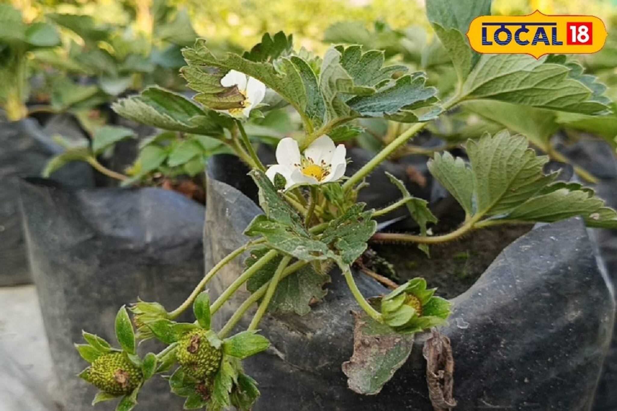 মরশুমি এই ফল চাষেও হতে পারেন লাভবান! শুধু মেনে চলুন এই পদ্ধতি