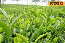 প্রাকৃতিক উপায়েই চা গাছের পরিচর্যা করুন! পাতার ফলন পাবেন দ্বিগুন, জানুন নিয়ম