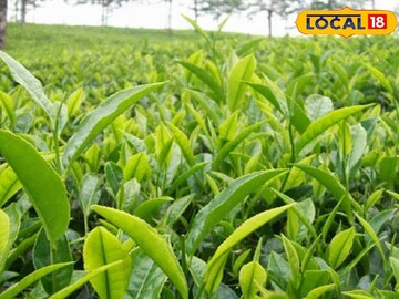 চা