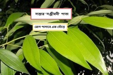 ৫টাকার পাতা ওষুধের ভাণ্ডার! জলে ফুটিয়ে খান, শরীরের চর্বি গলে যাবে কয়েকদিনে