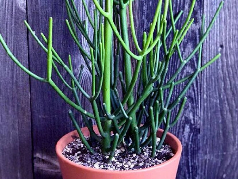 Pencil Cactus Benefits: এর খোসা একটি বান্ডিলে বেঁধে আঘাতপ্রাপ্ত অংশে লাগালে আরাম পাওয়া যায়। সাপের কামড়ে এর শিকড়ের রস খুবই উপকারী। পশুদের পেটে গন্ডগোল হলে খারাপ হলে এই ওষুধটি অমৃতের মতো কাজ করে।