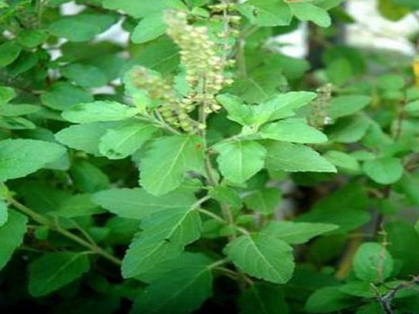 ⦁ সফলা একাদশীর দিন ভগবান বিষ্ণুকে তুলসী পাতার মালা অর্পণ করতে হবে। তবে মনে রাখবেন একাদশীর দিন তুলসী পাতা ছেঁড়া উচিত নয়। তাই একাদশীর একদিন আগে তুলসী পাতা ছিঁড়ে রাখতে হবে। এতে করে দারিদ্র্য দূর হয়।